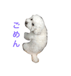 愛犬ヴァニラのスタンプ（個別スタンプ：2）