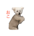 愛犬ヴァニラのスタンプ（個別スタンプ：3）