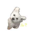 愛犬ヴァニラのスタンプ（個別スタンプ：4）