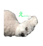 愛犬ヴァニラのスタンプ（個別スタンプ：5）