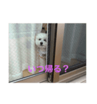 愛犬ヴァニラのスタンプ（個別スタンプ：6）