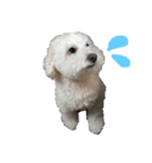 愛犬ヴァニラのスタンプ（個別スタンプ：7）