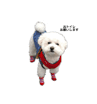 愛犬ヴァニラのスタンプ（個別スタンプ：8）