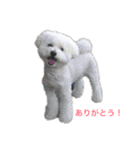 愛犬ヴァニラのスタンプ（個別スタンプ：10）