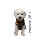 愛犬ヴァニラのスタンプ（個別スタンプ：11）