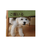 愛犬ヴァニラのスタンプ（個別スタンプ：14）