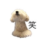 愛犬ヴァニラのスタンプ（個別スタンプ：15）