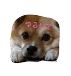 ぽちもね（個別スタンプ：1）