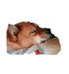 ぽちもね（個別スタンプ：5）