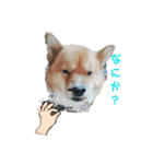ぽちもね（個別スタンプ：6）