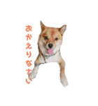 ぽちもね（個別スタンプ：7）