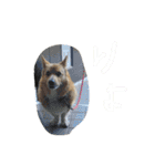 ちょびくんちょびくん（個別スタンプ：6）
