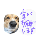 ちょびくんちょびくん（個別スタンプ：17）