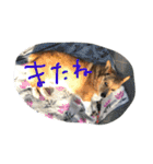ちょびくんちょびくん（個別スタンプ：22）