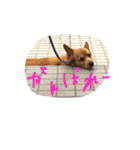 ちょびくんちょびくん（個別スタンプ：39）