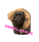 ラブラドール ロックの日常①（個別スタンプ：8）