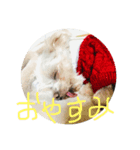 マルチーズ犬 ブンと暮らそう（個別スタンプ：1）
