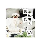 マルチーズ犬 ブンと暮らそう（個別スタンプ：2）