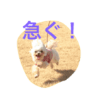 マルチーズ犬 ブンと暮らそう（個別スタンプ：4）