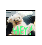 マルチーズ犬 ブンと暮らそう（個別スタンプ：5）