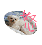 マルチーズ犬 ブンと暮らそう（個別スタンプ：6）