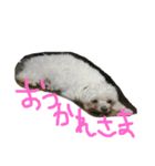 マルチーズ犬 ブンと暮らそう（個別スタンプ：8）