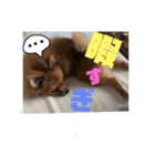 我が家のくうちゃん（個別スタンプ：1）