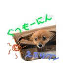 我が家のくうちゃん（個別スタンプ：6）