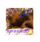 我が家のくうちゃん（個別スタンプ：7）