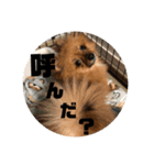 我が家のくうちゃん（個別スタンプ：8）