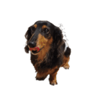 ダックス犬こなつ(黒)（個別スタンプ：1）
