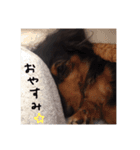 ダックス犬こなつ(黒)（個別スタンプ：2）