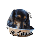 ダックス犬こなつ(黒)（個別スタンプ：3）