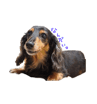 ダックス犬こなつ(黒)（個別スタンプ：4）