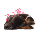 ダックス犬こなつ(黒)（個別スタンプ：5）