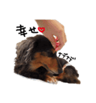ダックス犬こなつ(黒)（個別スタンプ：6）