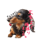 ダックス犬こなつ(黒)（個別スタンプ：7）