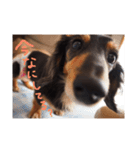 ダックス犬こなつ(黒)（個別スタンプ：8）