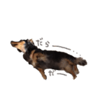 ダックス犬こなつ(黒)（個別スタンプ：9）