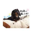 ダックス犬こなつ(黒)（個別スタンプ：10）