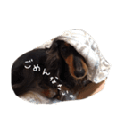 ダックス犬こなつ(黒)（個別スタンプ：11）
