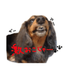 ダックス犬こなつ(黒)（個別スタンプ：12）