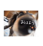 ダックス犬こなつ(黒)（個別スタンプ：13）