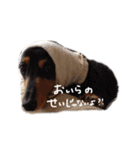 ダックス犬こなつ(黒)（個別スタンプ：14）
