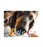 ダックス犬こなつ(黒)（個別スタンプ：15）