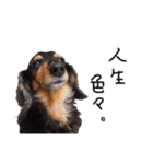 ダックス犬こなつ(黒)（個別スタンプ：16）