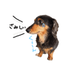 ダックス犬こなつ(黒)（個別スタンプ：17）