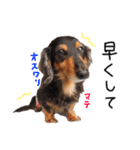 ダックス犬こなつ(黒)（個別スタンプ：18）