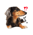 ダックス犬こなつ(黒)（個別スタンプ：19）