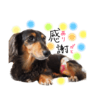 ダックス犬こなつ(黒)（個別スタンプ：20）